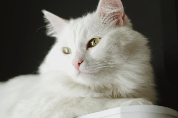 Las razas de gatos más peludos del mundo: conoce sus nombres y características - Angora