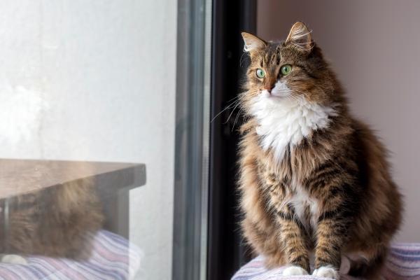 Las razas de gatos más peludos del mundo: conoce sus nombres y características - Bosque de Noruega