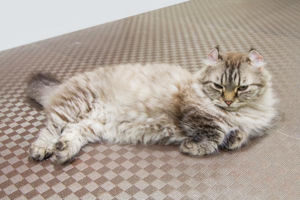 Las razas de gatos más peludos del mundo: conoce sus nombres y características - Curl americano