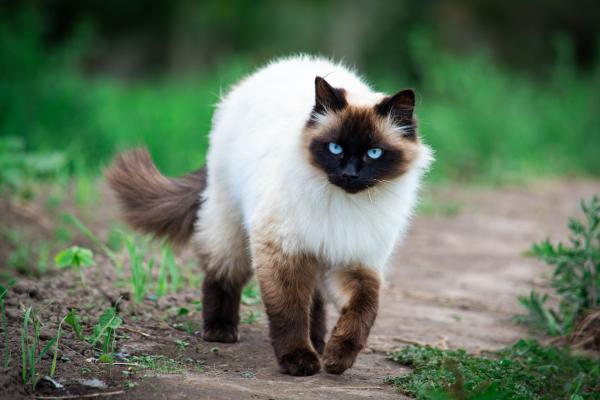 Las razas de gatos más peludos del mundo: conoce sus nombres y características - Himalayo