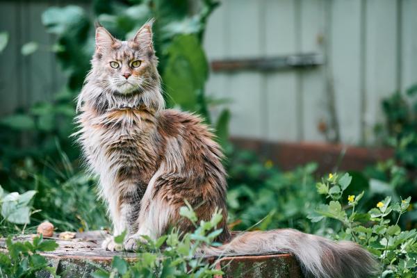 Las razas de gatos más peludos del mundo: conoce sus nombres y características - Maine Coon