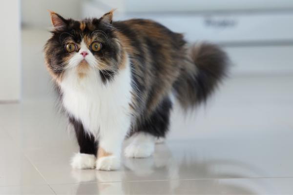 Las razas de gatos más peludos del mundo: conoce sus nombres y características - Persa