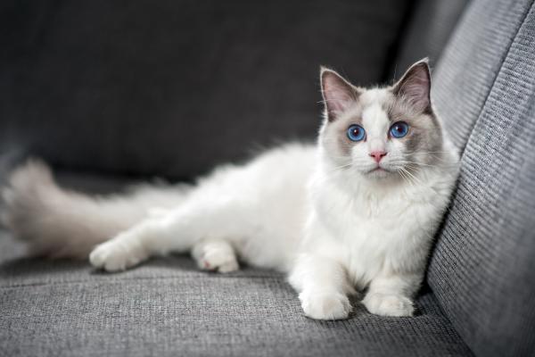 Las razas de gatos más peludos del mundo: conoce sus nombres y características - Ragdoll