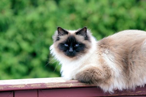 Las razas de gatos más peludos del mundo: conoce sus nombres y características - Sagrado de Birmania