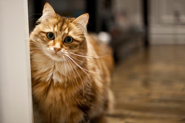 Las razas de gatos más peludos del mundo: conoce sus nombres y características - Siberiano