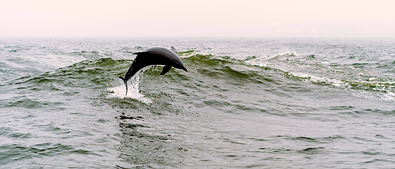 A Dolphin jumps out of the sea