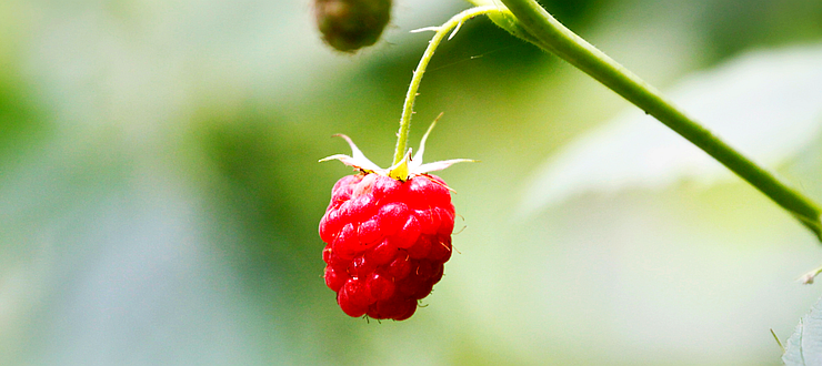 A single raspberry hangs from a bush