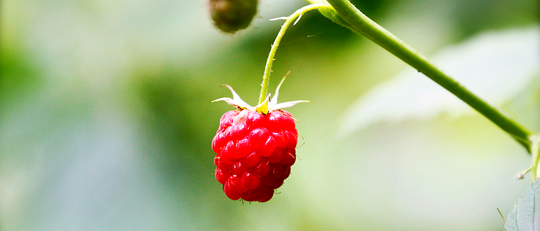 A single raspberry hangs from a bush