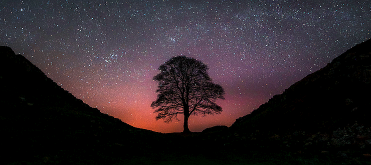 The Sycamore Gap tree (before it was vandalised). Pictured at night, in front of a clear, starry sky.