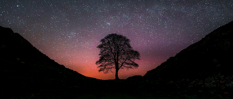The Sycamore Gap tree (before it was vandalised). Pictured at night, in front of a clear, starry sky.
