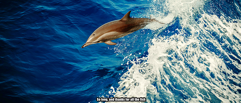 A dolphin dances above the surface of the sea, with the caption, “So long, and thanks for all the fish.”